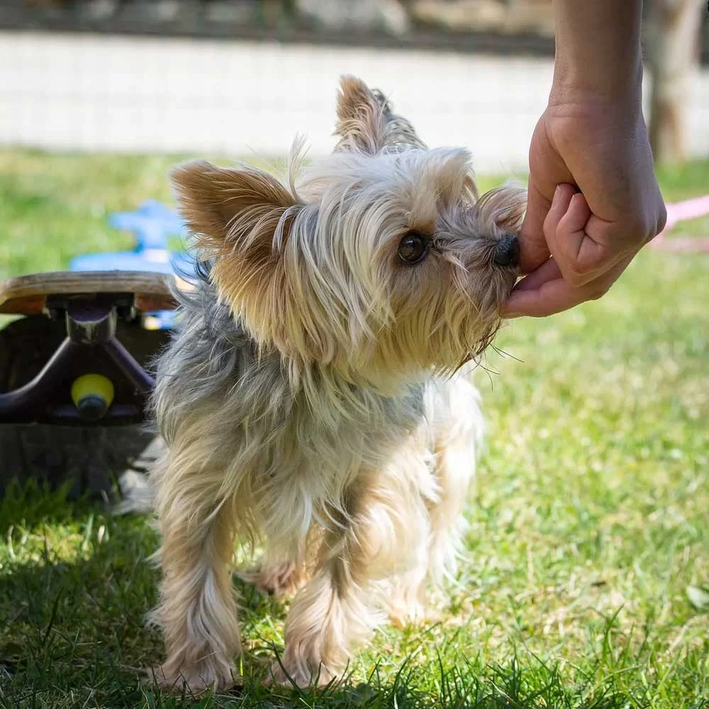 Ultrasonic Dog Bark Control Device, Bark Stopper, Dog Training Device with Flashlight